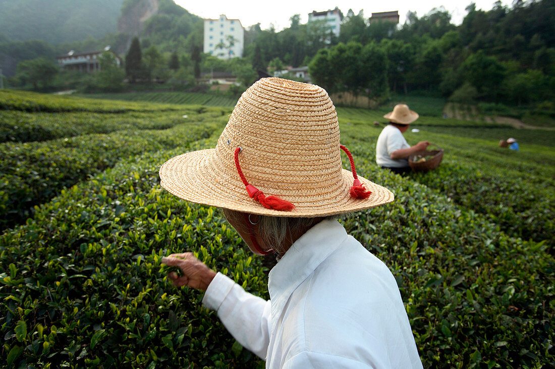Workers harvesting tea in field