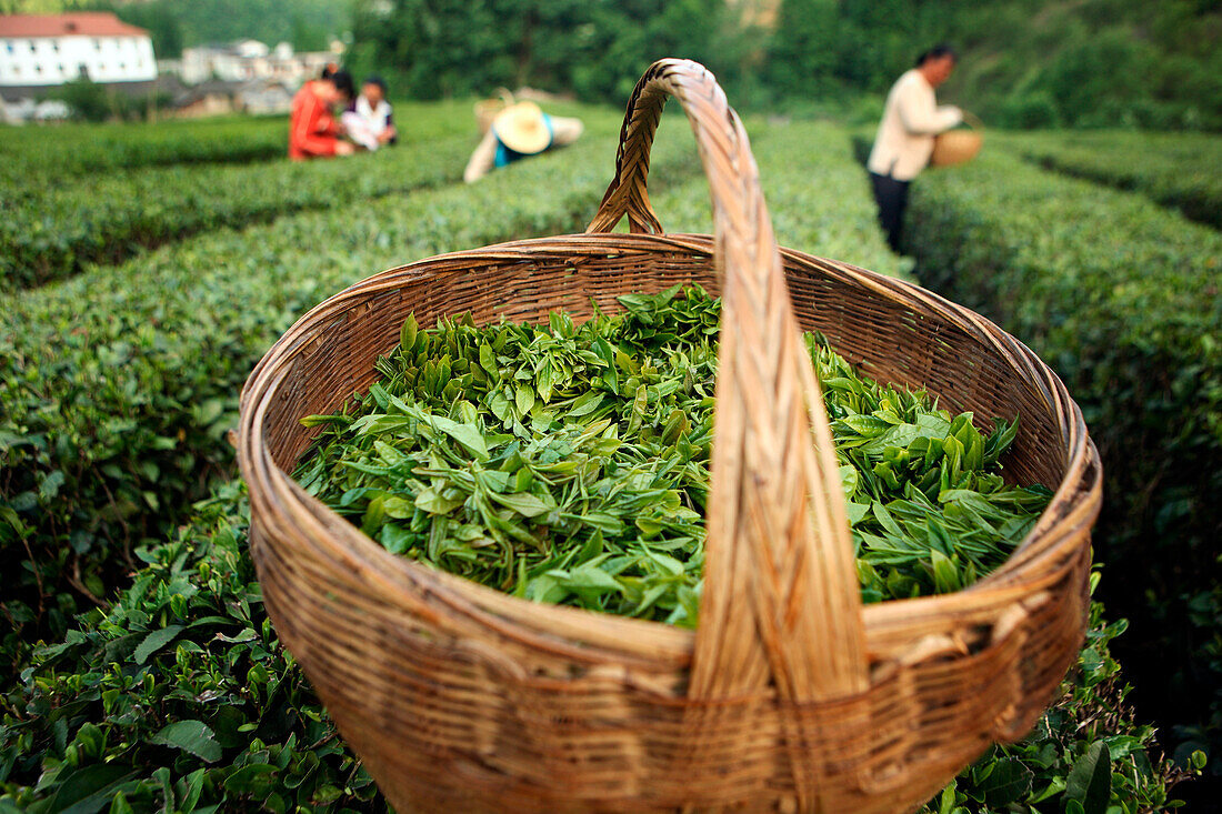 Basket of tea near workers harvesting in field