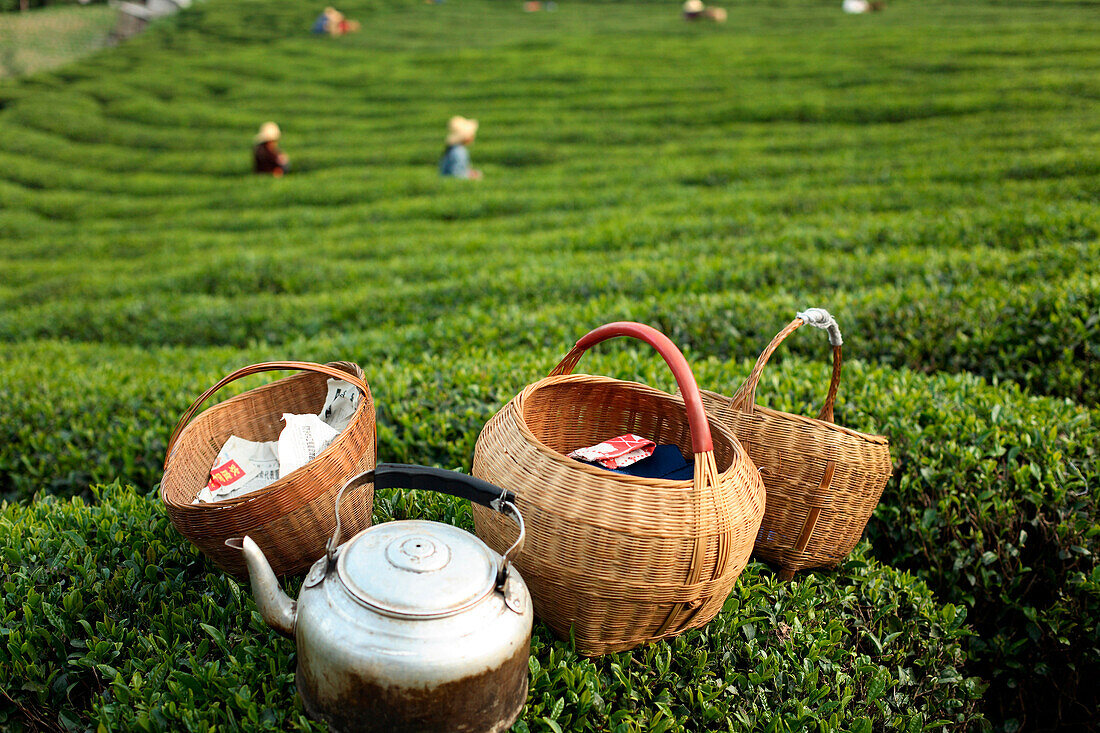 Baskets and kettle near workers harvesting tea in field