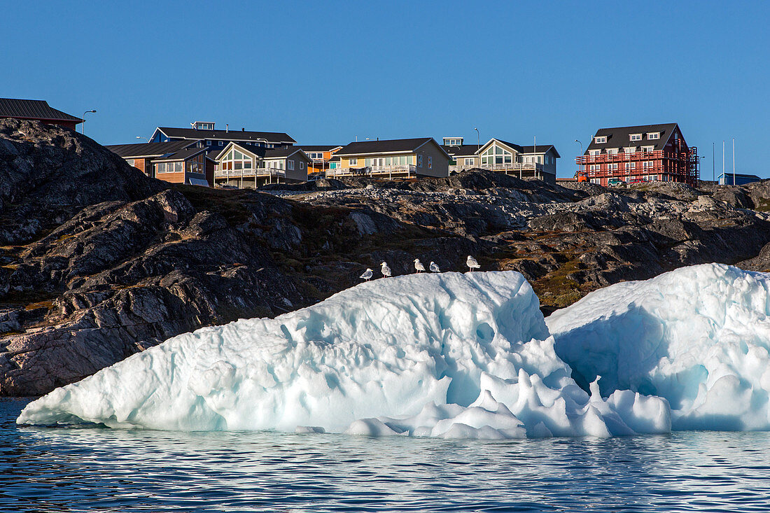 seagulls, iceberg and houses on the hill of ilulissat, greenland