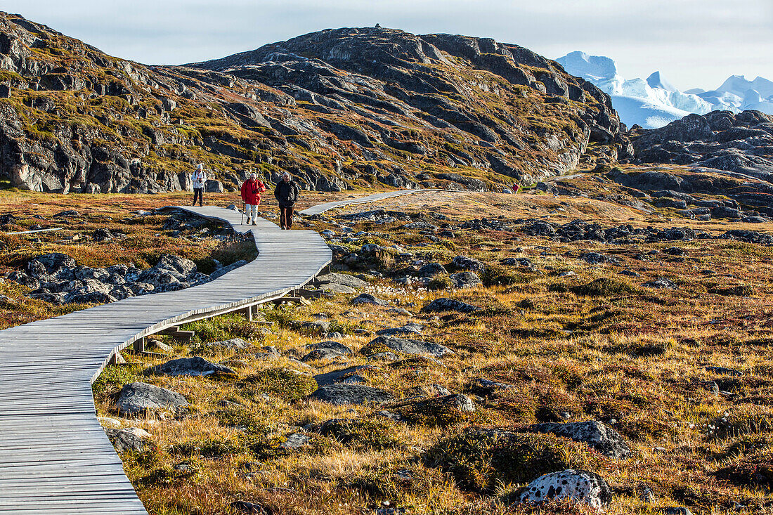 a walk on the wooden path that crosses the mossy plain of the marshes to reach the fjord's river of ice, jakobshavn glacier, 65 kilometres long, coming from the inlandsis, sermeq kujalleq, ilulissat, greenland