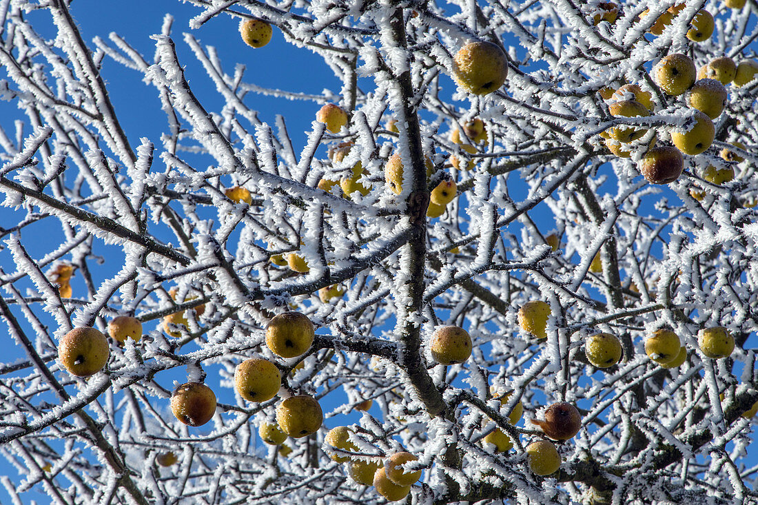 frost in the white trees of winter, rugles (27), france