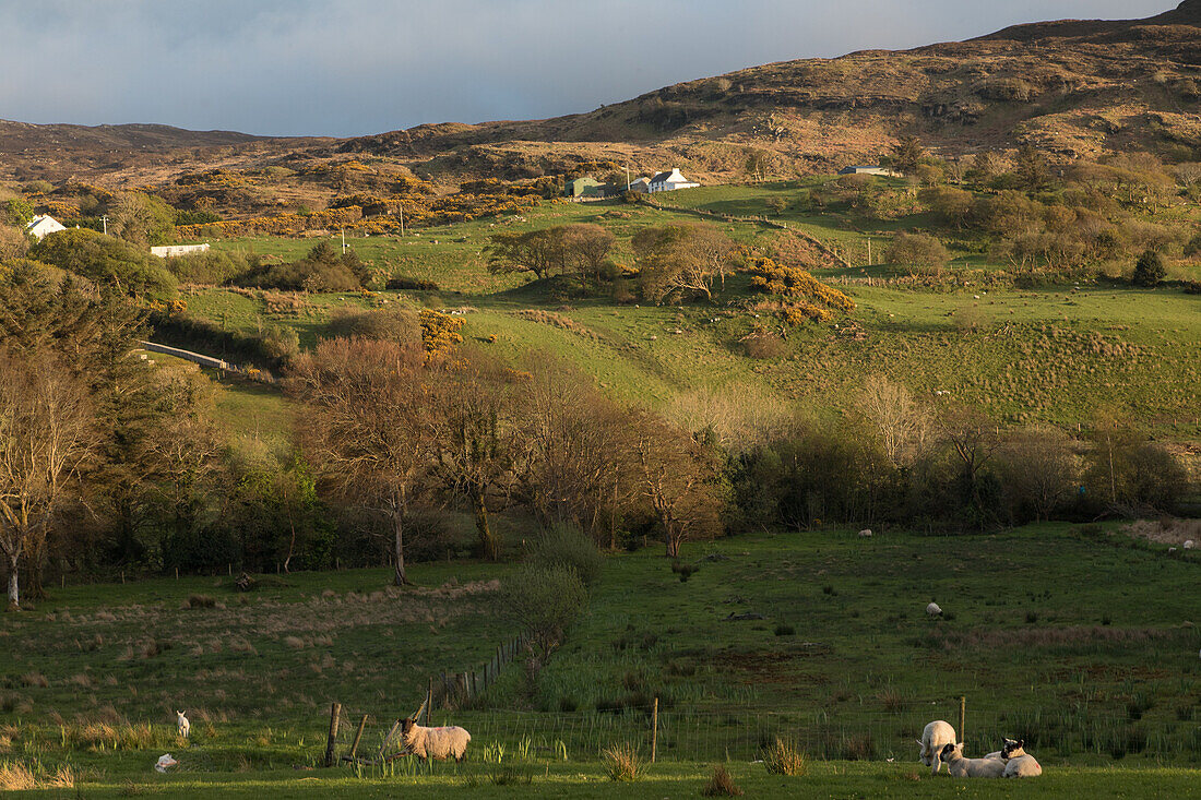 irish countryside, sheep farm, ardara, county donegal, ireland