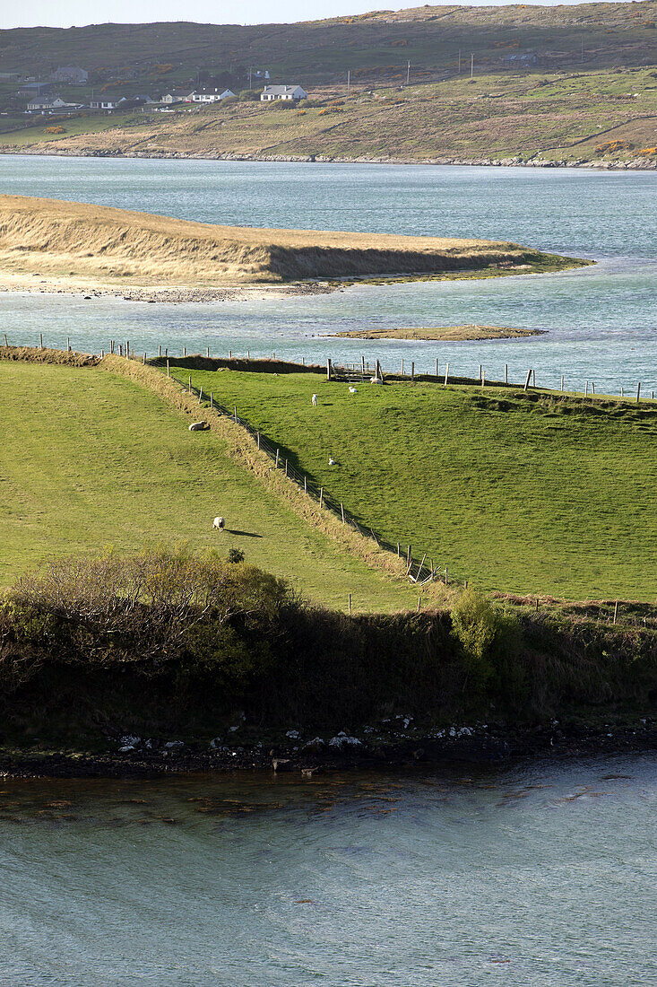 sheep farm on the island in ballyness bay, road to maghera, ardara, county donegal, ireland