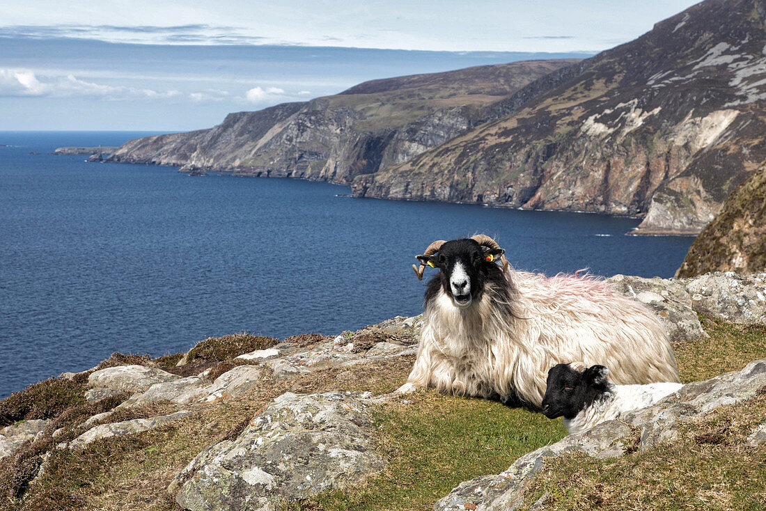 sheep and lambs on the cliffs of slieve league, amongst the highest in europe, county donegal, ireland