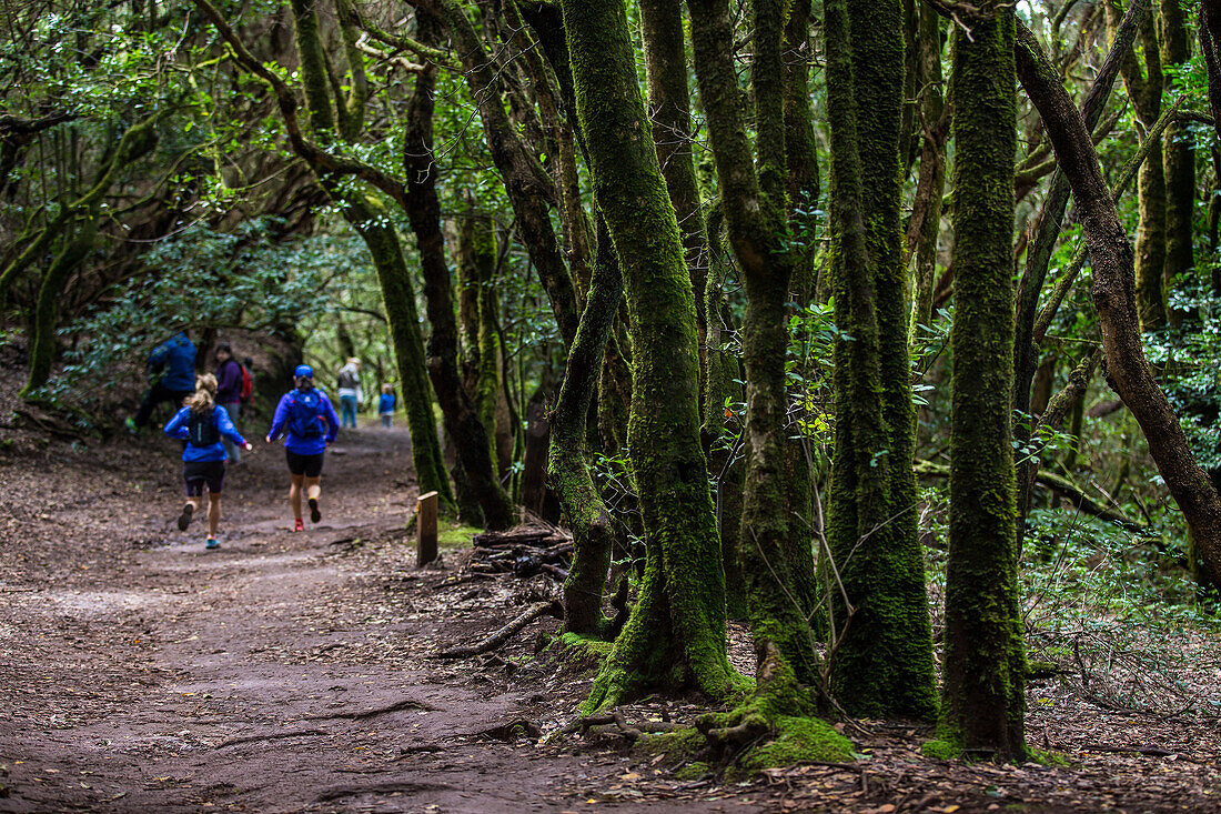 anaga rural park, island of tenerife, canary islands, spain, europe