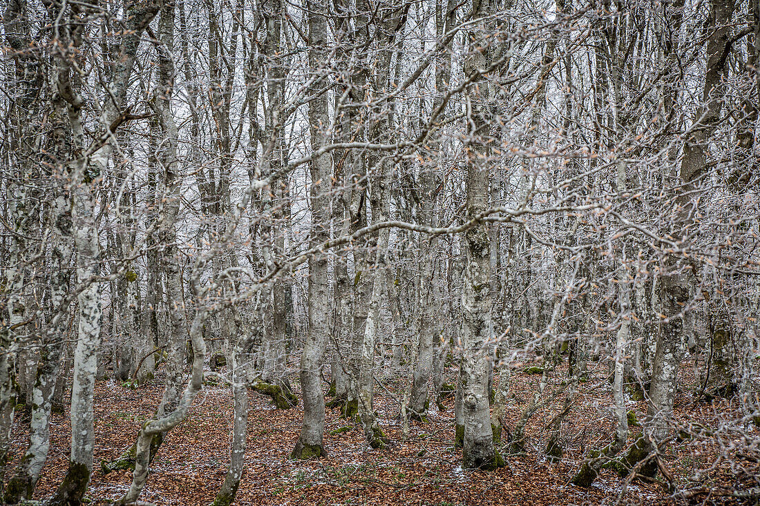 beech trees, mercoire forest (48), lozere, region of occitanie, france