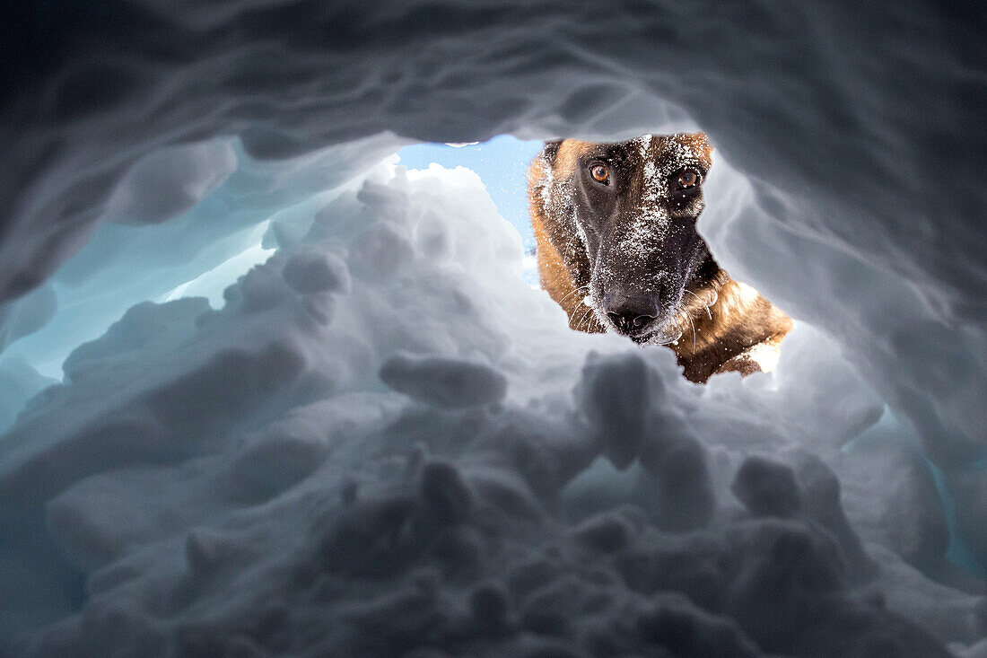 a belgian malinois scratching away to uncover a victim, reporting on avalanche dog handlers, training organized by the anena with the approval of the civil security department, les-2-alpes (38), france