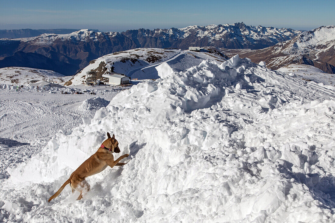 a belgian malinois searching for victims, reporting on avalanche dog handlers, training organized by the anena with the approval of the civil security department, les-2-alpes (38), france
