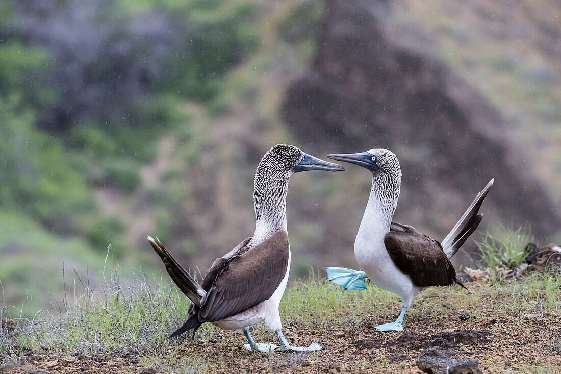 Blue-footed booby (Sula nebouxii) pair in courtship display on San Cristobal Island, Galapagos, Ecuador, South America