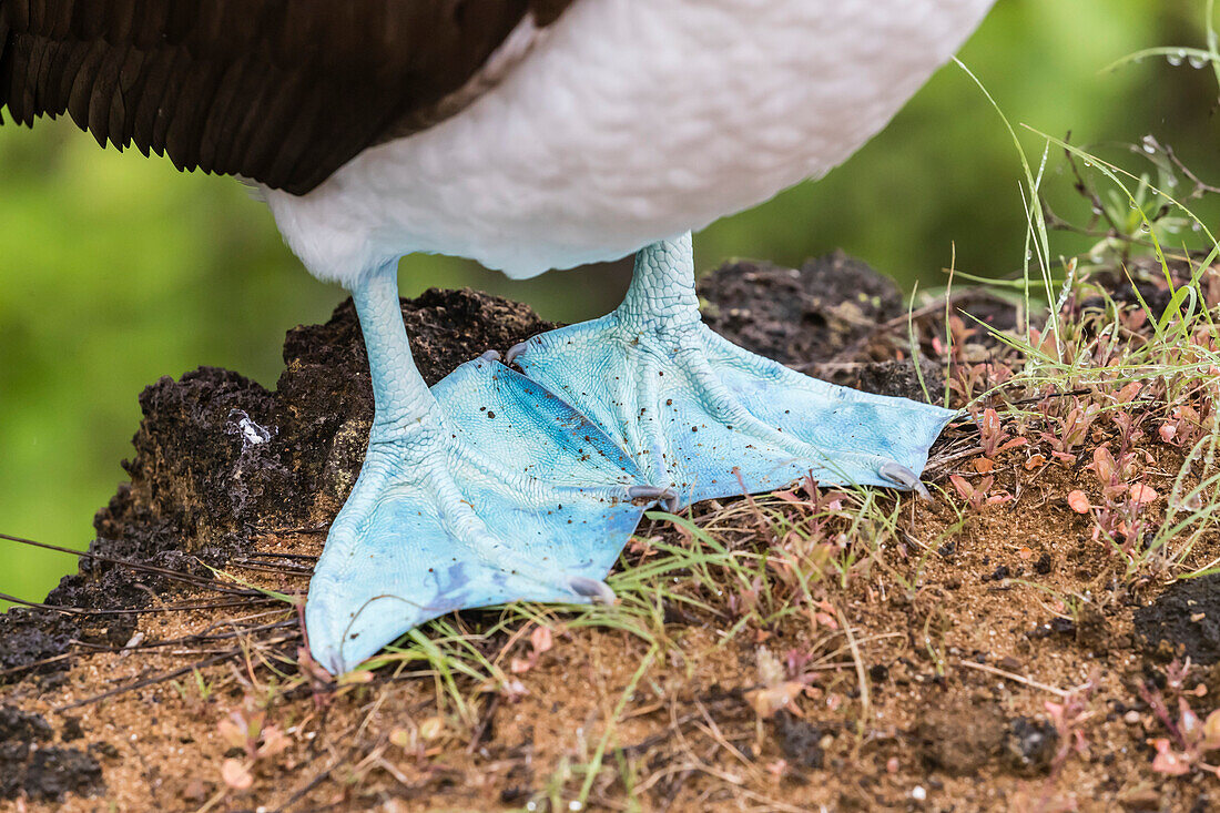 Adult blue-footed booby (Sula nebouxii), feet detail on San Cristobal Island, Galapagos, Ecuador, South America