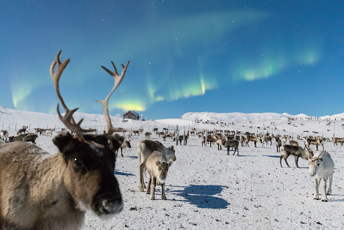 Close up of a reindeer under the Northern Lights (Aurora Borealis), Abisko, Kiruna Municipality, Norrbotten County, Lapland, Sweden, Scandinavia, Europe