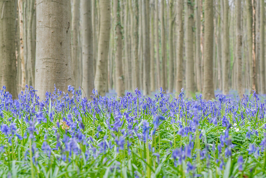 Beechwood with bluebell flowers on the ground, Halle, Flemish Brabant province, Flemish region, Belgium, Europe