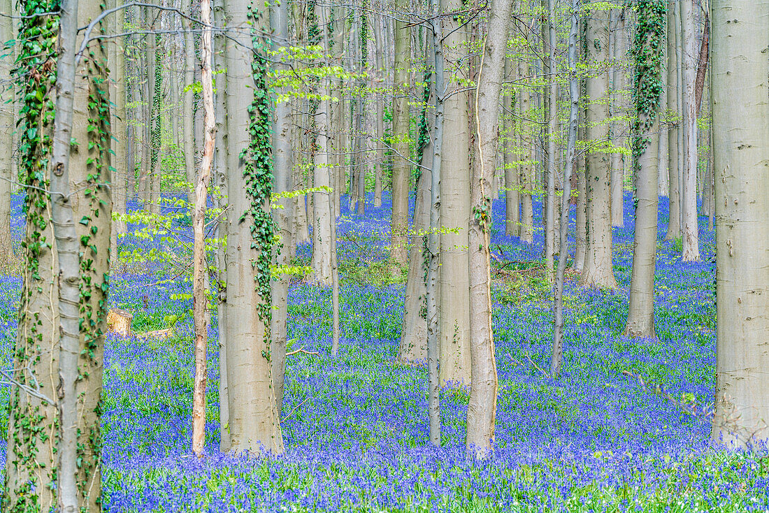 Beechwood with bluebell flowers on the ground, Halle, Flemish Brabant province, Flemish region, Belgium, Europe