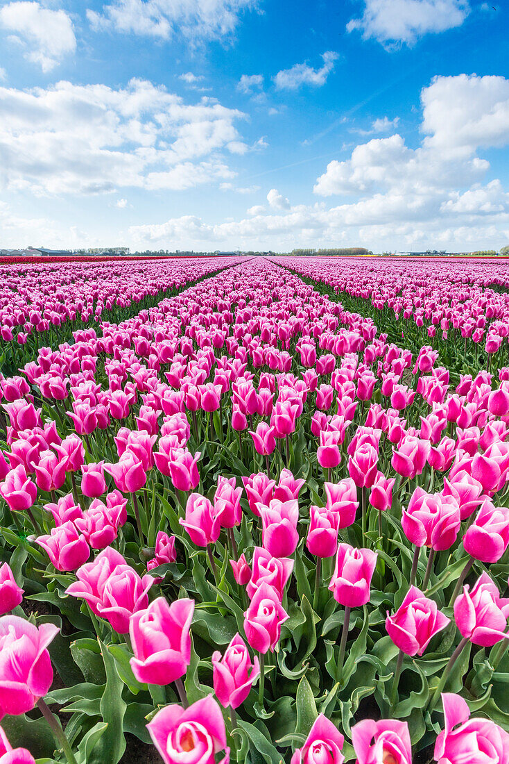 Pink and white tulips and clouds in the sky, Yersekendam, Zeeland province, Netherlands, Europe
