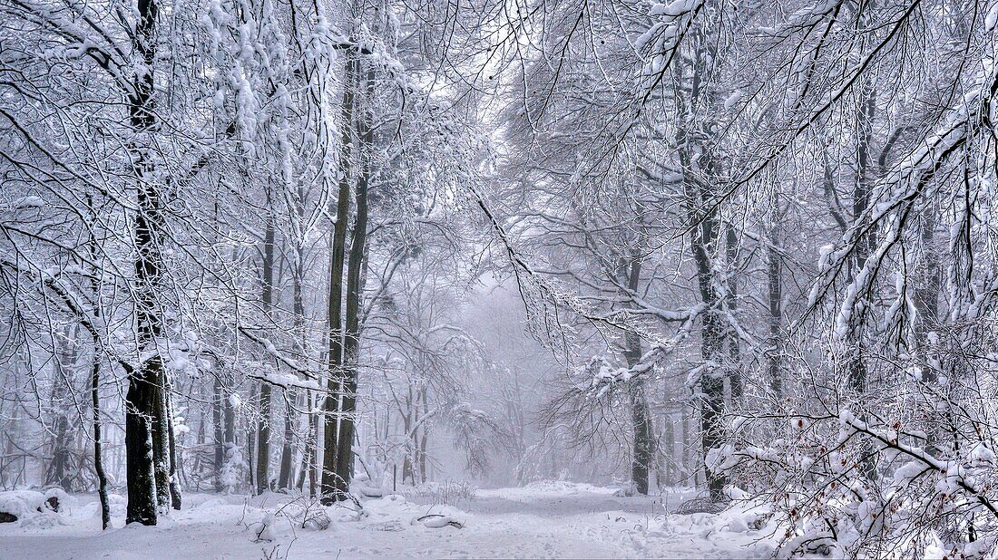 Forest in winter, Erbeskopf Mountain, 816m, Saar-Hunsrueck Nature Park, Rhineland-Palatinate, Germany, Europe