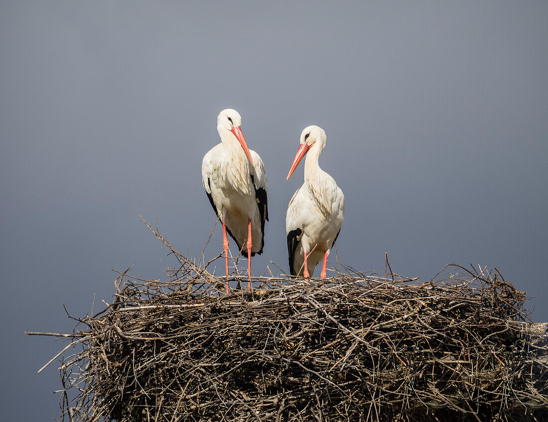 Pair of white storks on nest, Silves, Algarve, Portugal, Europe