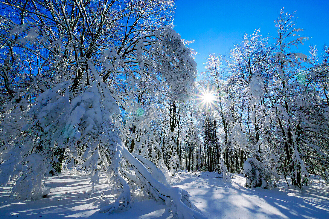 Forest in winter, Erbeskopf Mountain, 816m, Saar-Hunsrueck Nature Park, Rhineland-Palatinate, Germany, Europe