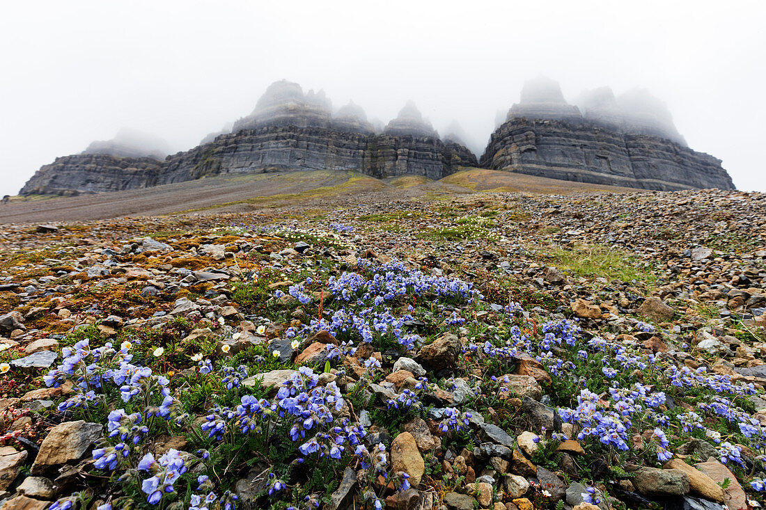 Skansen in Billefjorden, Jacob's ladder flower (Polemonium caeruleum), Spitsbergen, Svalbard, Arctic, Norway, Europe