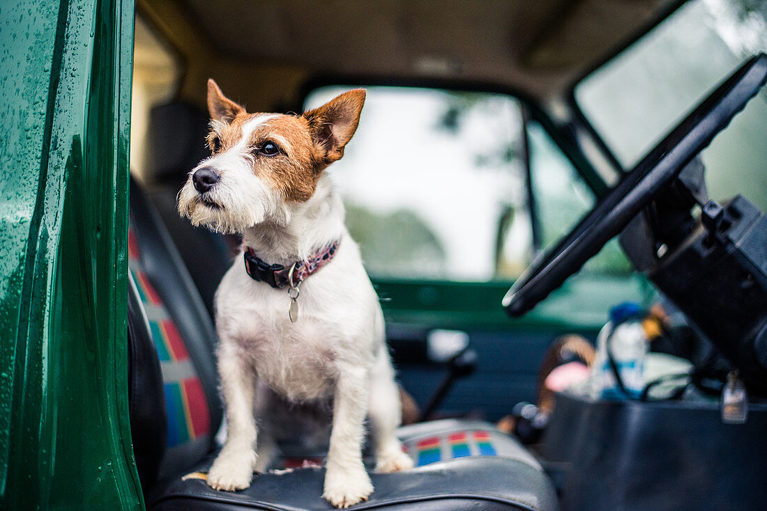 Dog in car, game-shooting, Norfolk, England, United Kingdom, Europe