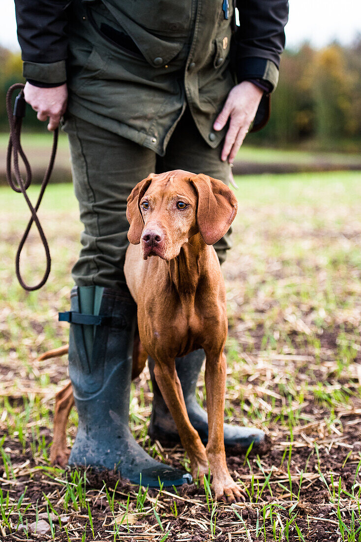 Gun dog and its owner on a game shoot, Norfolk, England, United Kingdom, Europe