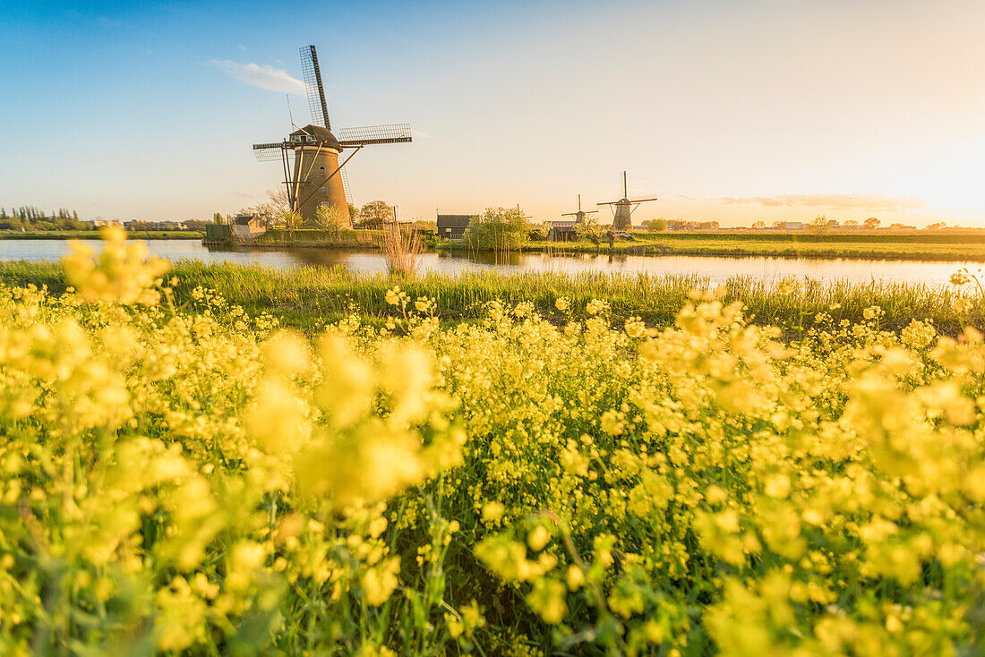Golden light over the windmills with yellow flowers in the foreground, Kinderdijk, UNESCO World Heritage Site, Molenwaard municipality, South Holland province, Netherlands, Europe