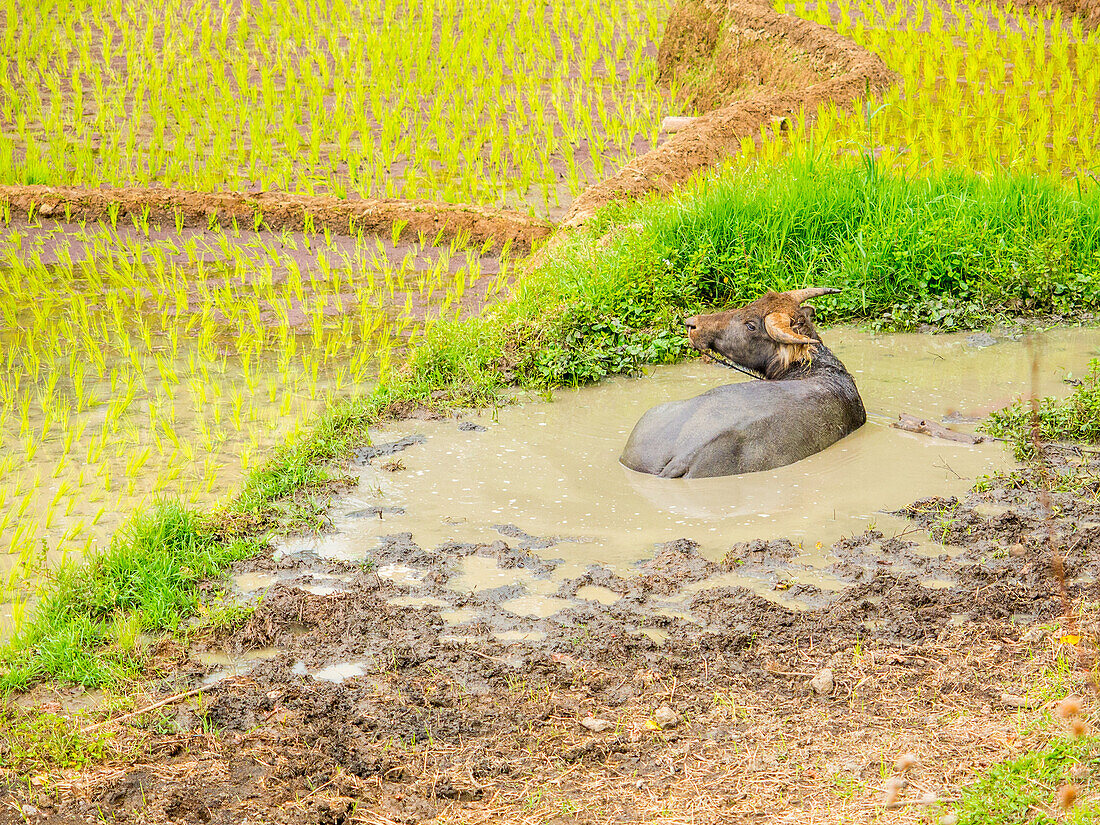 Water buffalo in the muddy rice fields, Tana Toraja, Sulawesi, Indonesia, Southeast Asia, Asia