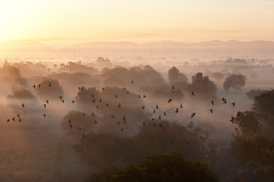 Flock of birds flying above atmospheric misty early morning landscape of trees and hills around Samode, Rajasthan, India, Asia