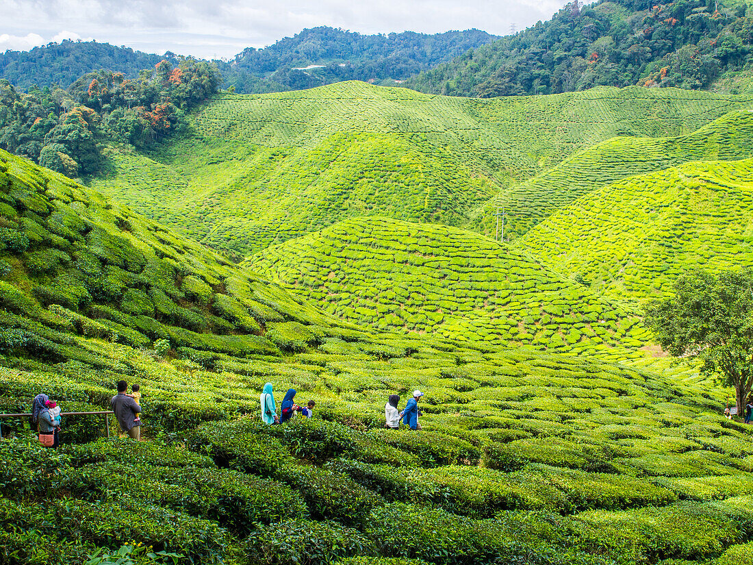 Tourists visit a tea plantation, Cameron Highlands, Malaysia, Southeast Asia, Asia