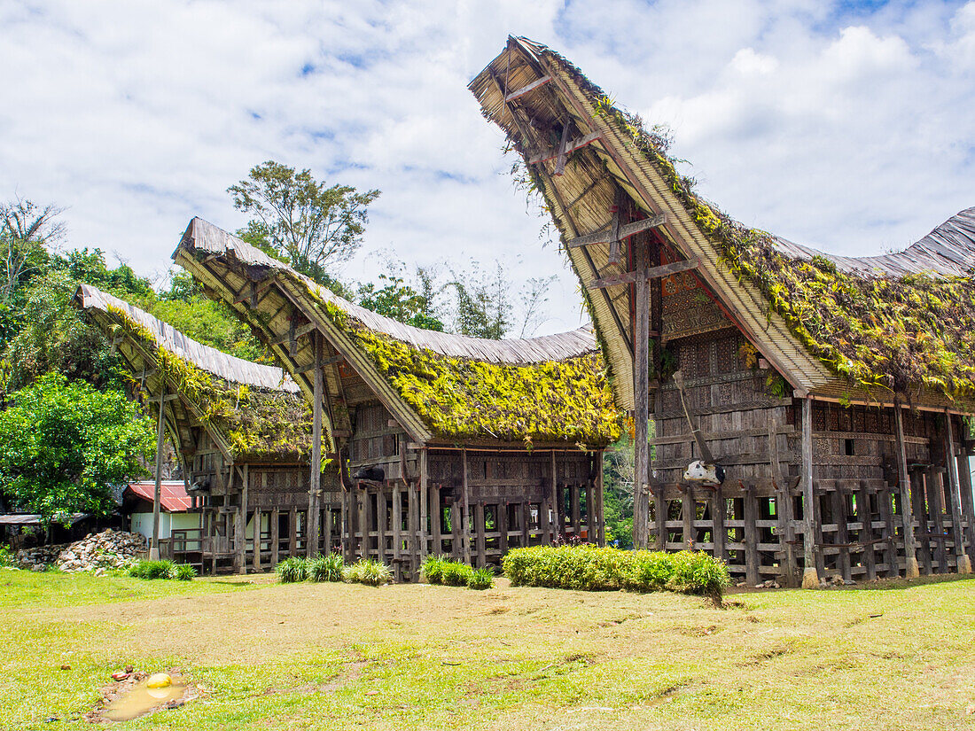 Traditional houses (tongkonan), Tana Toraja, Sulawesi, Indonesia, Southeast Asia, Asia