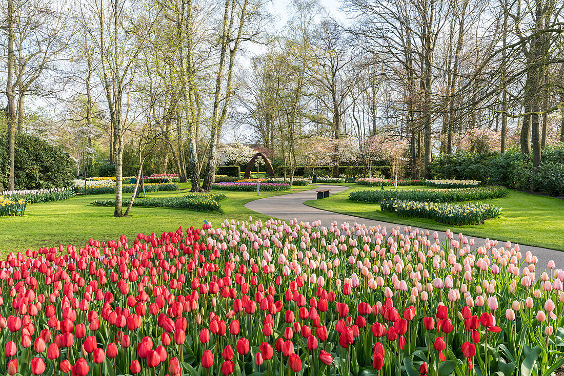Red and pink tulips at Keukenhof Gardens, Lisse, South Holland province, Netherlands, Europe