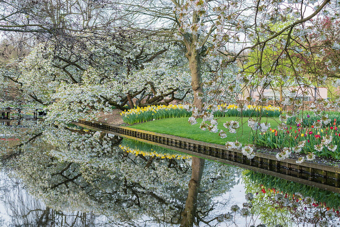 Tree, water canal and flowers at Keukenhof Gardens, Lisse, South Holland province, Netherlands, Europe