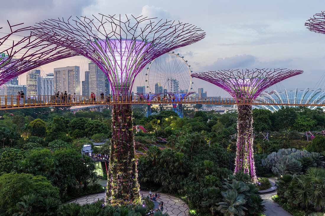 Supertrees at Gardens by the Bay, illuminated at night, Singapore, Southeast Asia, Asia