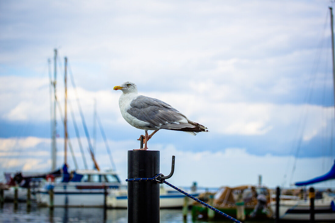 Möwe, Hafen, Schilksee, Schleswig Holstein, Deutschland