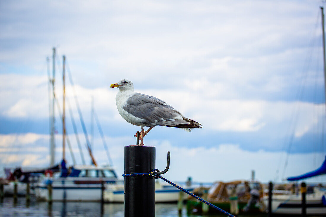 seagull, harbour, Schilksee, Schleswig Holstein, Germany