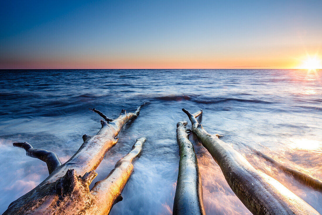 tree, Baltic Sea, Brodten, Brodtener Ufer, Lübeck, Lübecker Bay, Schleswig Holstein, Germany