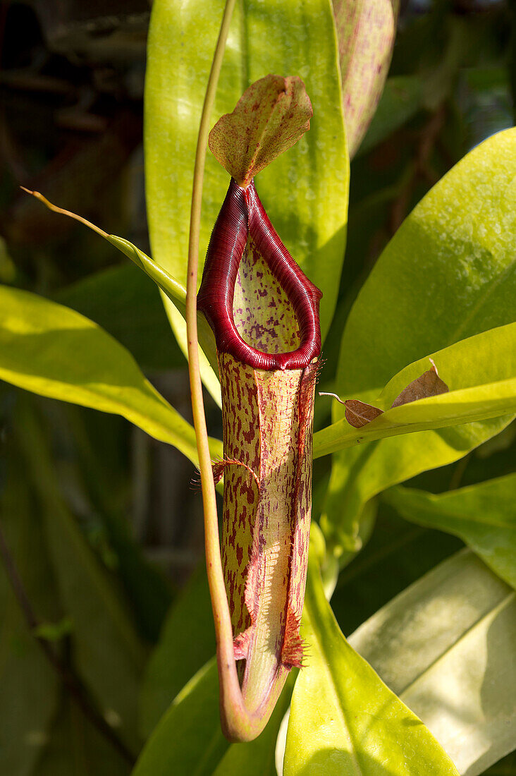 A nepenthes, a carnivorous plant.