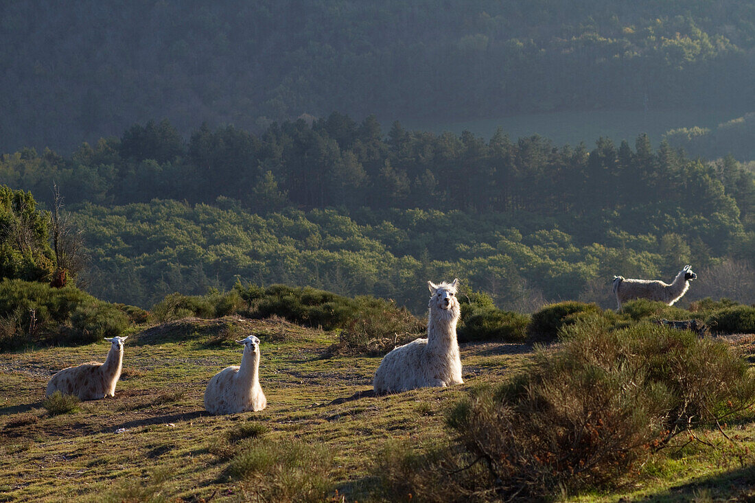 France, Center France, Haut-Languedoc Regional Nature Park, Montagne Noire (Black Mountains), llamas on a farm