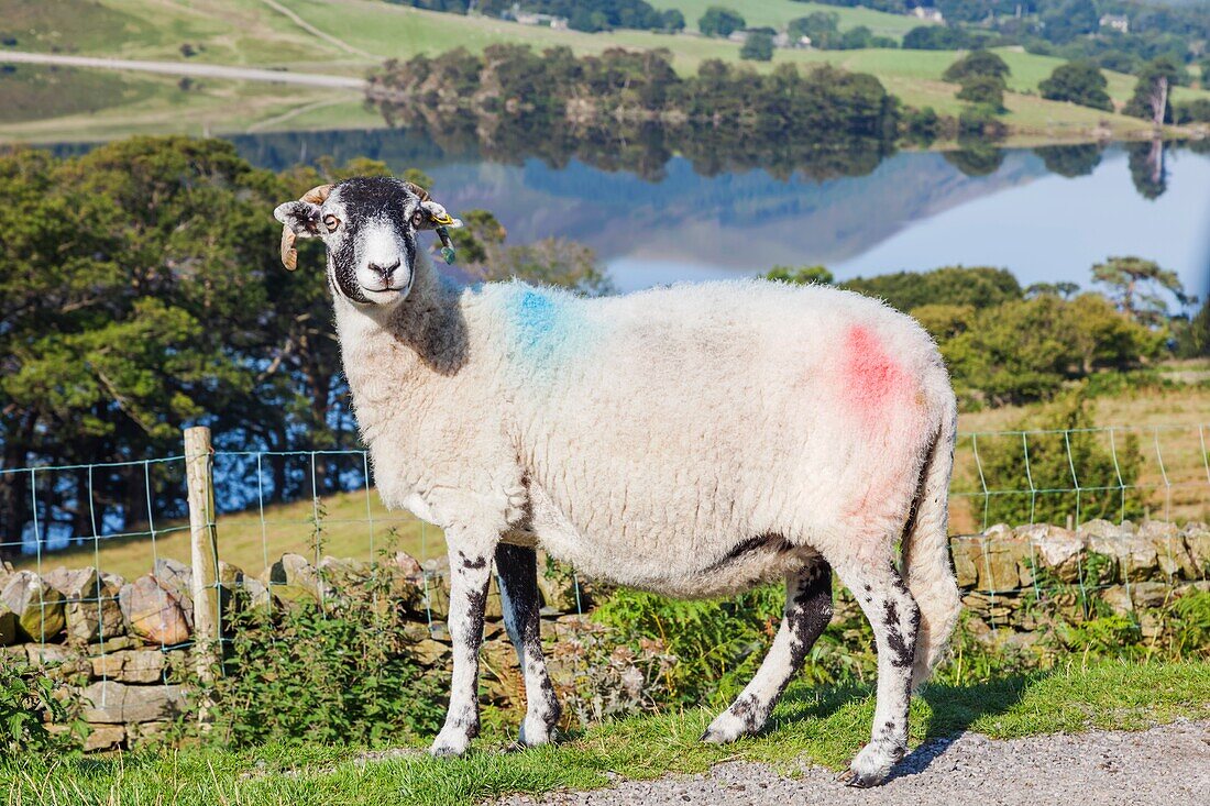 England, Cumbria, Lake District, Swaledale Sheep near Crummockwater
