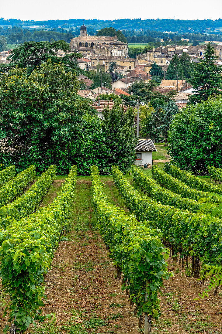France, Gironde, AOC Castillon Cotes de Bordeaux vineyard, vines on the hillside near Castillon-la-Bataille