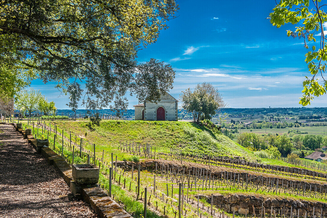 France, Gironde, St Emilion area, park and vineyard of the Chateau de Pressac in the AOC St Emilion (UNESCO World Heritage)
