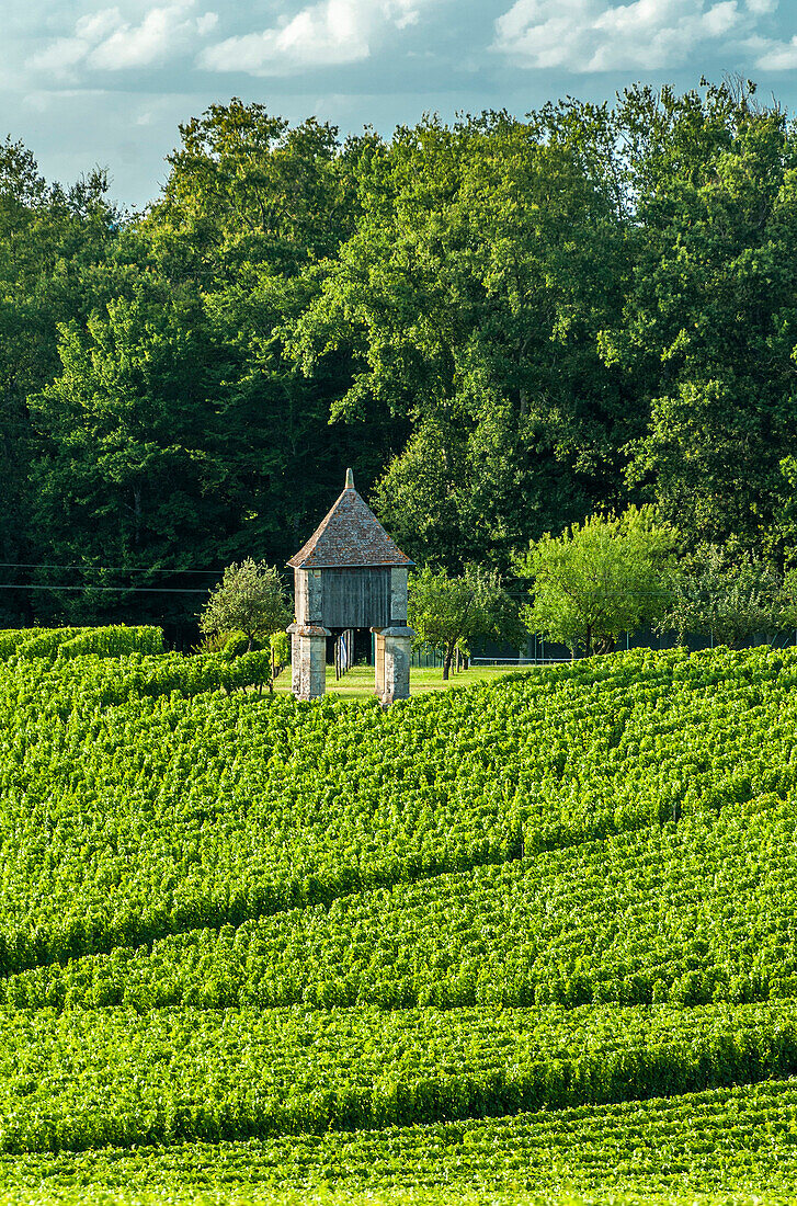 France, Gironde, St Emilion, dovecote andvines of the Chateau Corbin (UNESCO World Heritage)