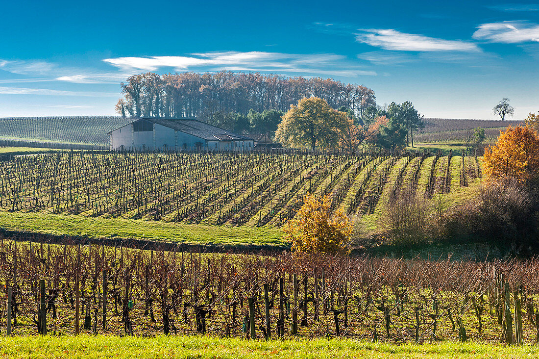 France, Gironde, St Emilion area, Chateau Laroque vineyard, AOC St Emilion Grand Cru Classe (UNESCO World Heritage)