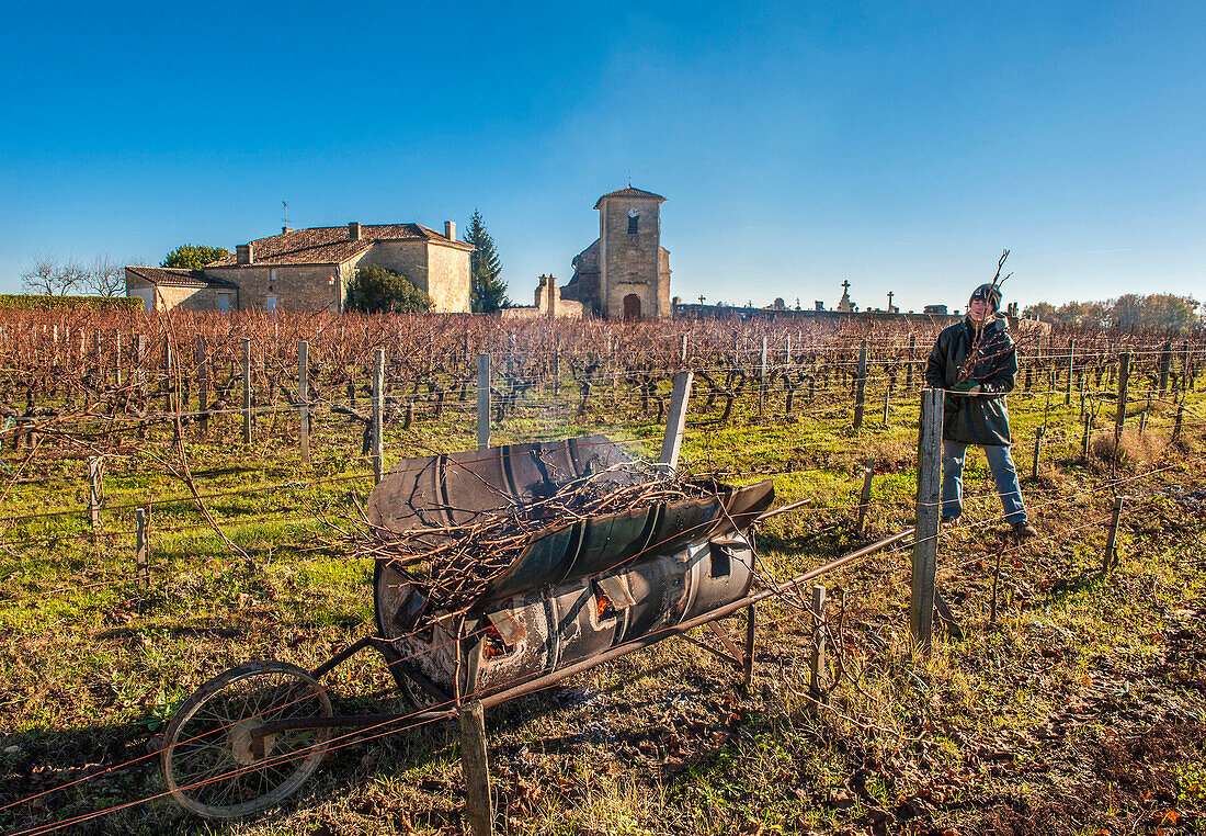 France, Gironde, St Hippolyte, winter trimming of the vine at the Chateau de Ferrand in the AOC St Emilion Grand Cru (UNESCO World Heritage)
