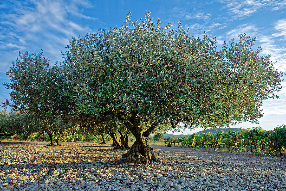 France, Herault, olive trees plantation