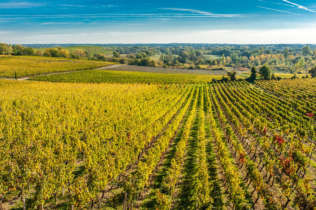 France, Gironde, AOC Fronsac vineyard of the Chateau de Carles