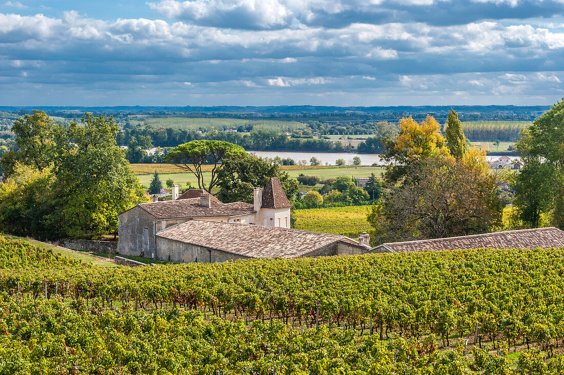 France, Gironde, estate of the AOC Fronsac vineyard and Dordogne river