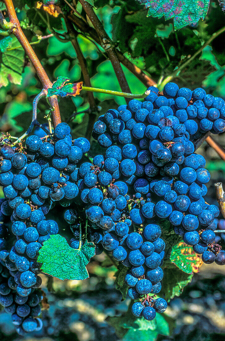 France, Gironde, Medoc, bunches of AOC Saint Estephe's black grape