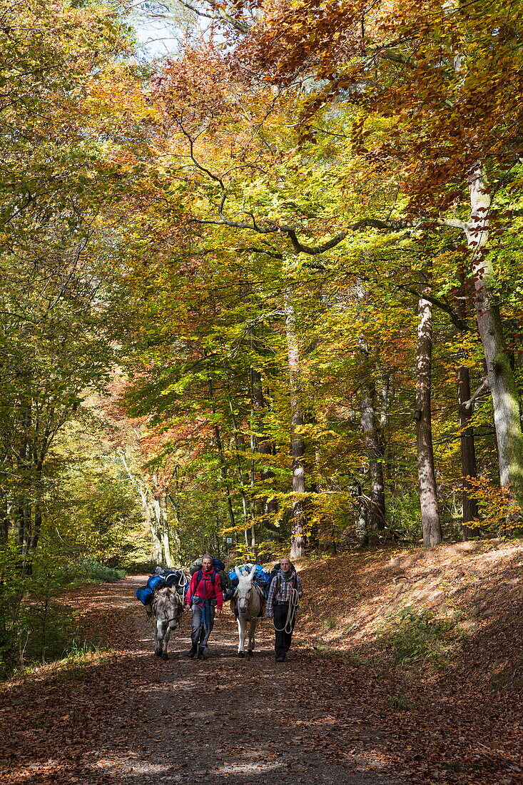 Frau und Mann laufen mit zwei Eseln entlang Weg durch Wald nahe der Aubachseen im Herbst, Habichsthal, Spessart-Mainland, Franken, Bayern, Deutschland
