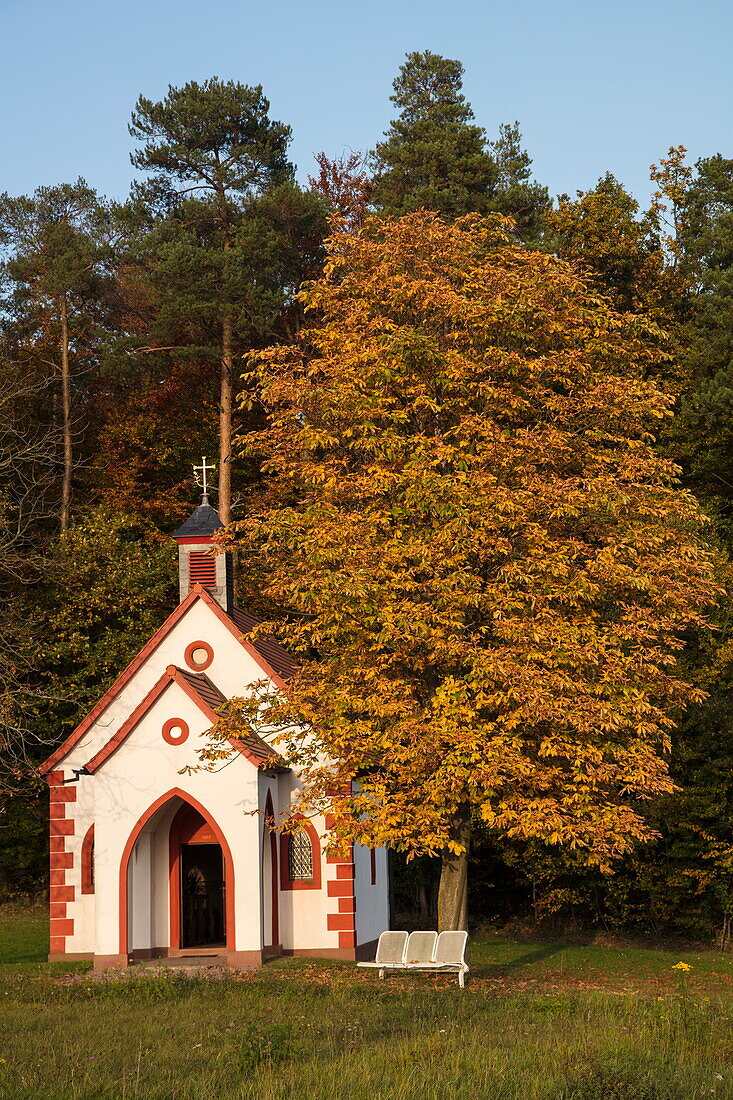Kleine Kapelle und Baum mit Herbstlaub, nahe Klingenberg, Spessart-Mainland, Franken, Bayern, Deutschland, Europa